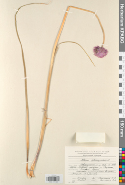KPABG013224