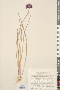 KPABG013232