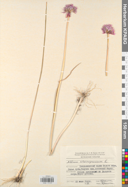KPABG013237