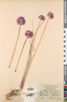 KPABG013244