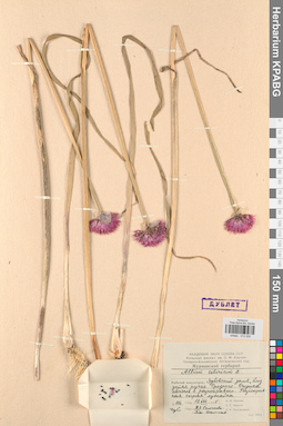 KPABG013250