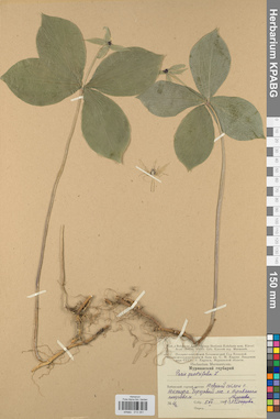 KPABG013341