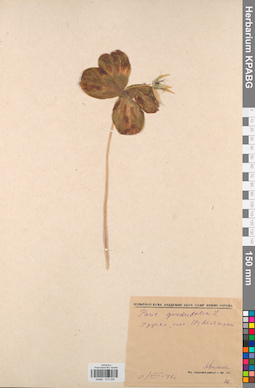 KPABG013349