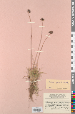 KPABG012665