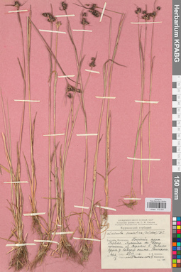 KPABG012834