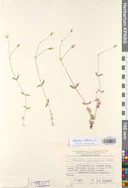 KPABG021784
