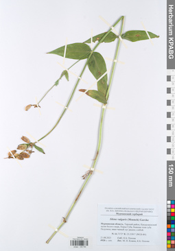 KPABG048795