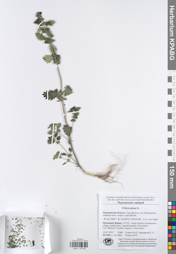 KPABG049069
