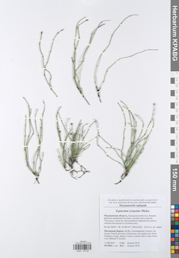 KPABG049081