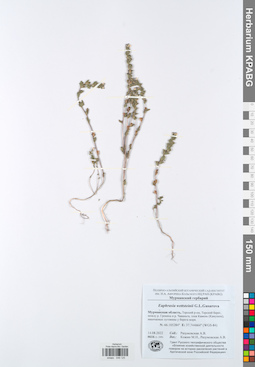 KPABG049125