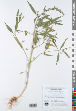KPABG049158