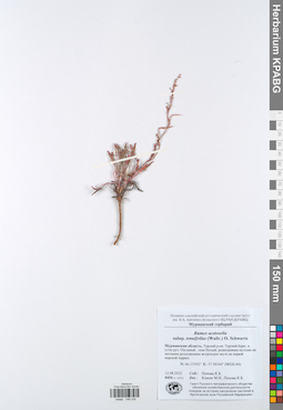 KPABG049238
