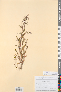KPABG004906