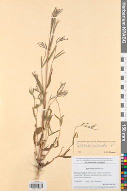 KPABG004909