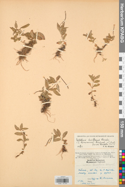 KPABG032260