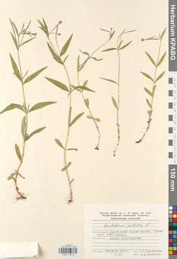 KPABG032272