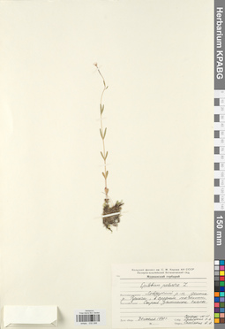 KPABG032288
