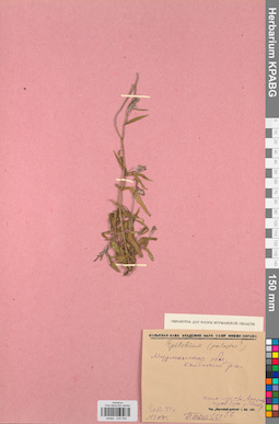 KPABG032344