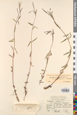 KPABG032409