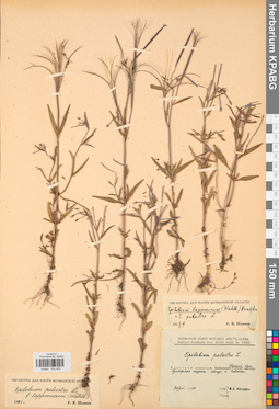 KPABG032420
