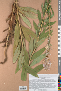 KPABG032444