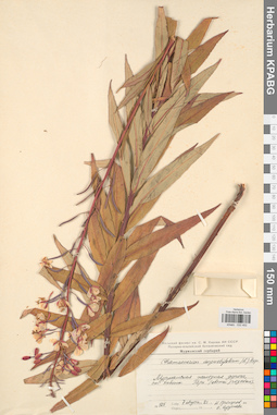 KPABG032452