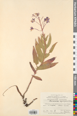 KPABG032453