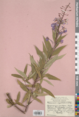 KPABG032458