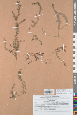 KPABG032508