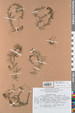 KPABG032511