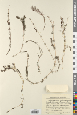 KPABG032525