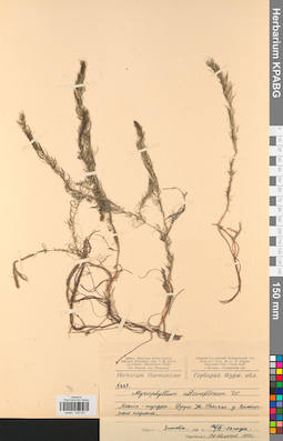KPABG032531