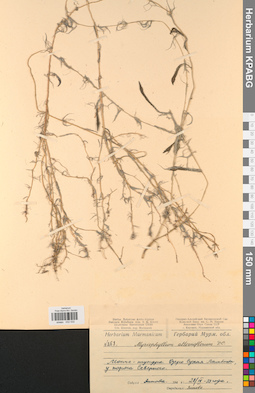 KPABG032532