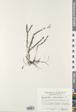 KPABG032537