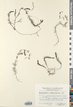 KPABG032538