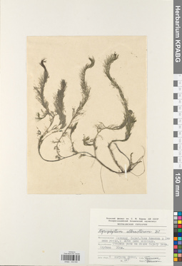 KPABG032539