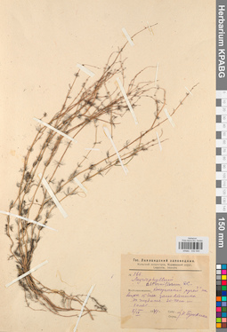 KPABG032544
