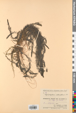 KPABG032553