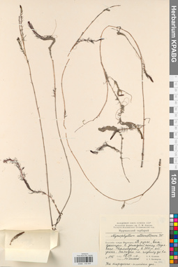 KPABG032554