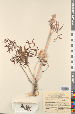 KPABG033089