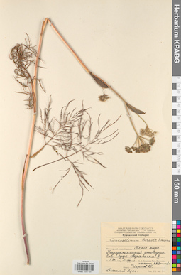KPABG033120