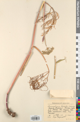 KPABG033121