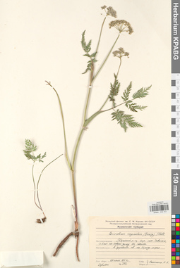 KPABG033151