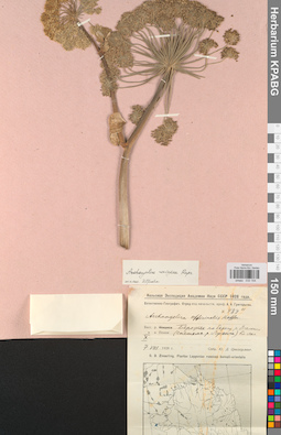 KPABG033154