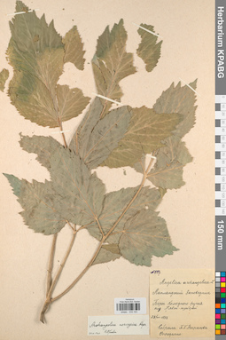 KPABG033163