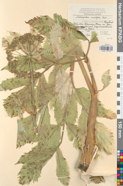 KPABG033164