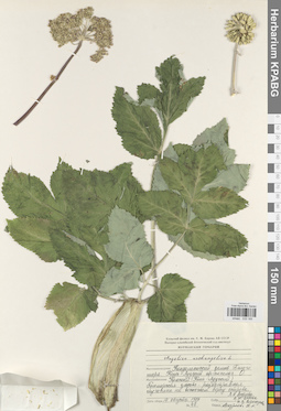 KPABG033165