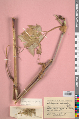 KPABG033168