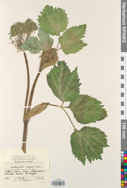 KPABG033176