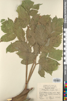 KPABG033179